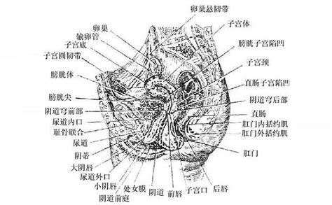 陰女|女性生殖器